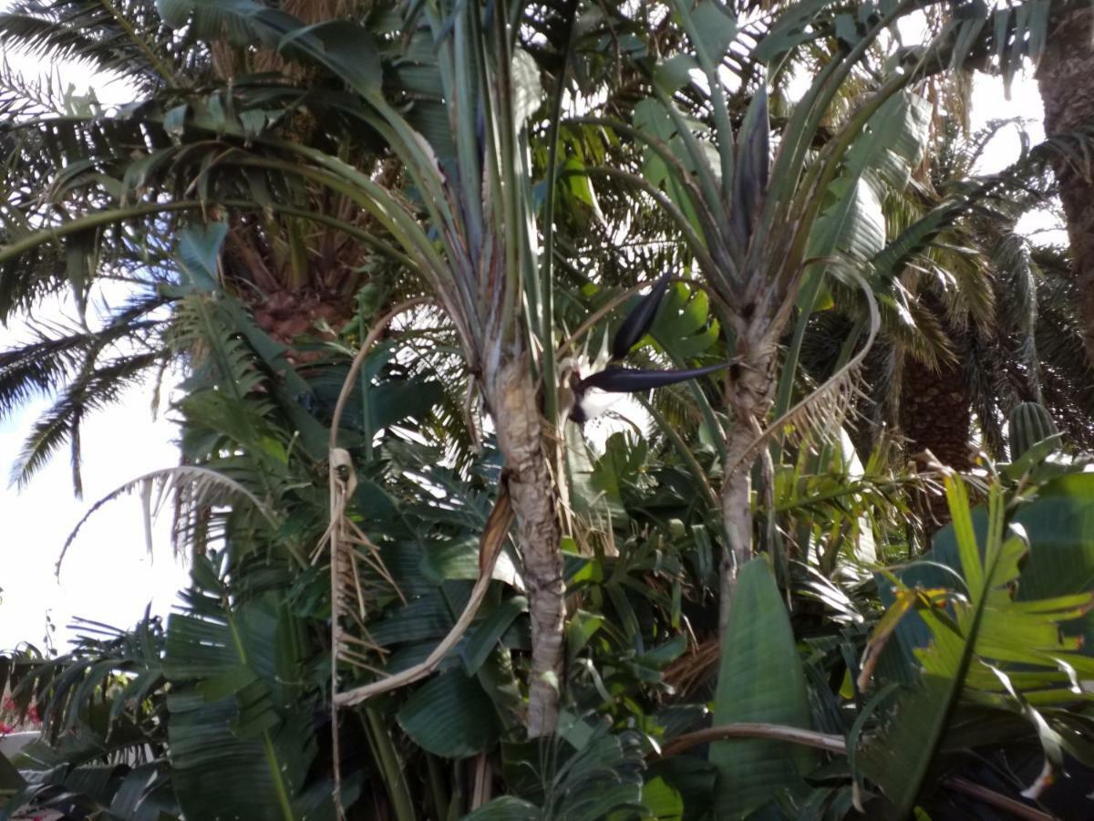 Palmeras Ingenio Exteriör bild